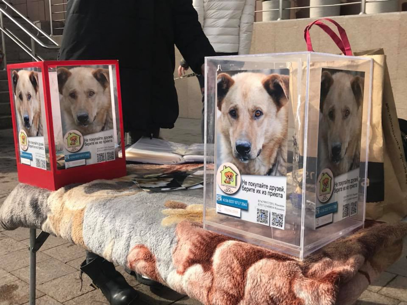 Приюты собирают деньги