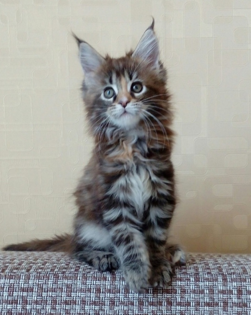 Мэйкун Купить Недорого Котенка